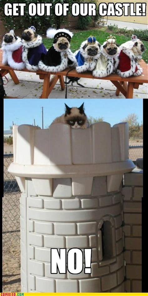 grumpy cat in a castle   Dump A Day