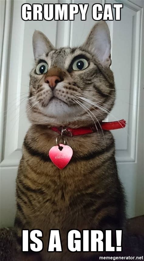 Grumpy cat is a girl!   Shocking Contemplation Cat | Meme ...