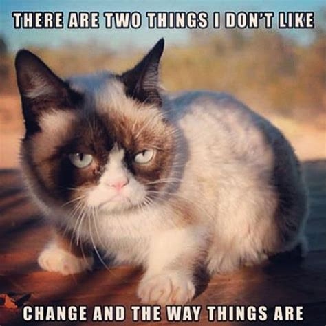 Grumpy Cat Meme, Grumpy Cat Pictures and Angry Cat Meme
