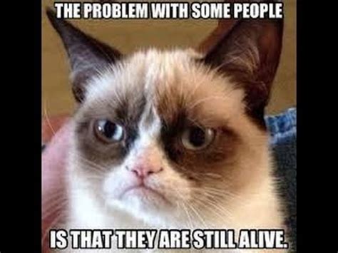 Grumpy Cat Memes 2 | 2014 | Animal Memes   YouTube
