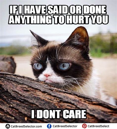 Grumpy Cat Memes | Cat Breed Selector