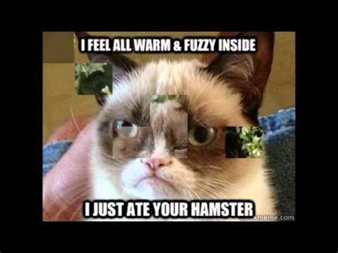grumpy cat memes   YouTube