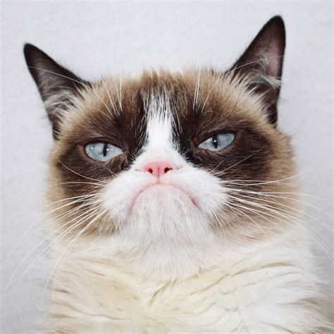 Grumpy Cat on Twitter:
