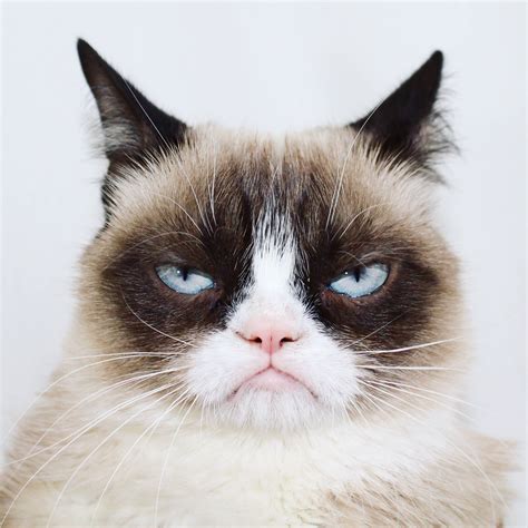 Grumpy Cat on Twitter: