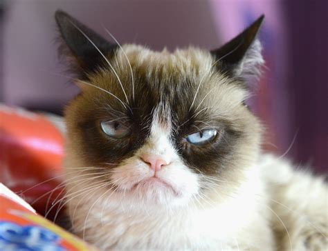 Grumpy Cat   Pictures, Breed, Personality, History ...