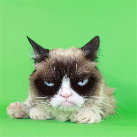 Grumpy Cat  @RealGrumpyCat  | Twitter
