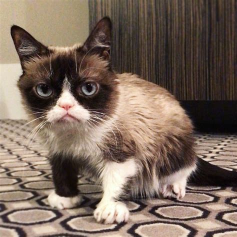 Grumpy Cat  @RealGrumpyCat  | Twitter