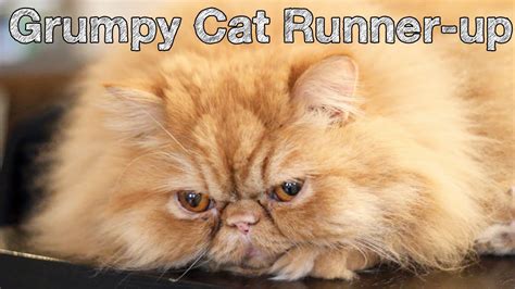 Grumpy Cat Runner Up    Conversation Cats #17   YouTube