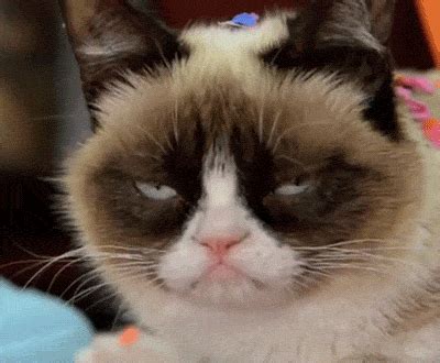Grumpy Cat s new movie shows she should have stayed a meme ...