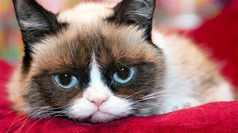 Grumpy Cat s Worst Movie Ever First Look   YouTube
