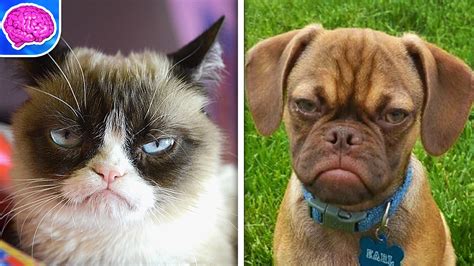 Grumpy Cat VS Grumpy Puppy!