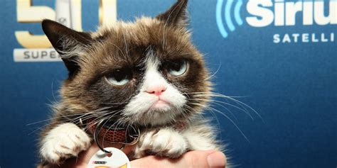 Grumpy Cat wins $710,000 in copyright lawsuit against ...