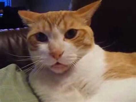 Grumpy Cat   YouTube
