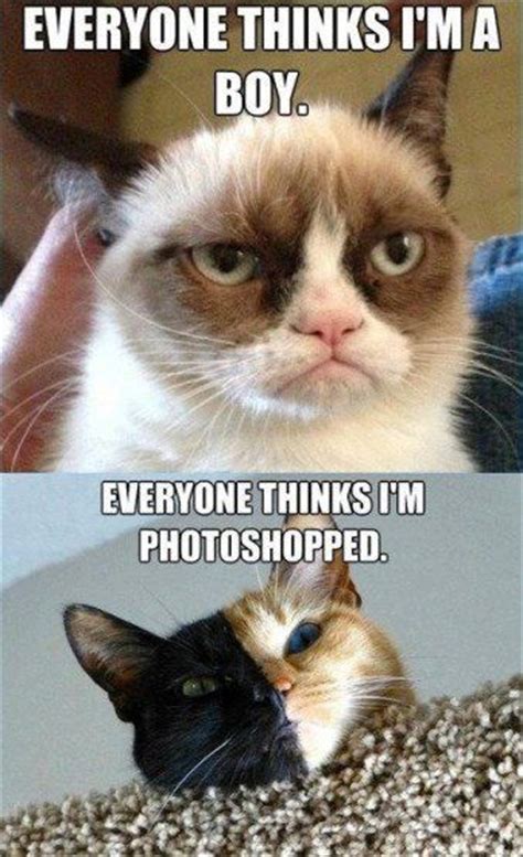 Grumpy is a girl cat! | Fashion, shoes, hair, nails ...
