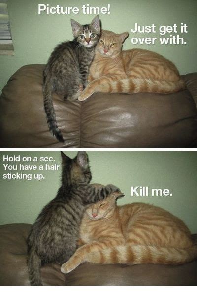 Hair fixing cat meme | Super cute | Pinterest | Cats ...