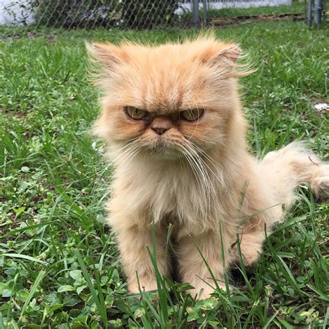 Homeless Grumpy Cat Found During House Inspection Gets ...