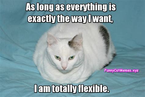 I Am Totally Flexible!   Funny Cat Memes