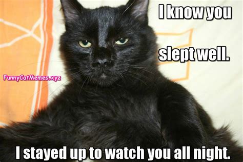 I Know You Slept Well!   Funny Cat Memes