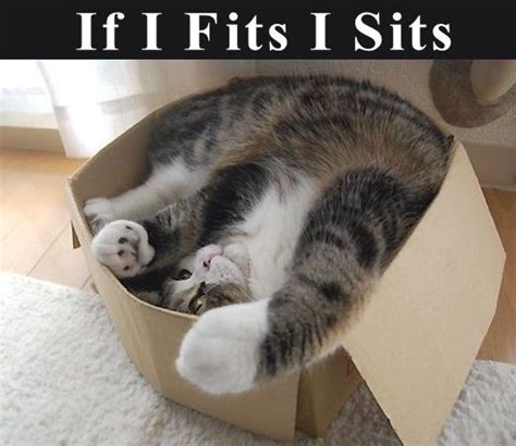 If It Fits I Sits cute memes animals cat cats adorable ...