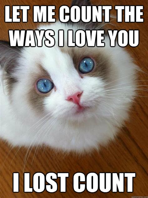 Image Gallery kitty loves you meme