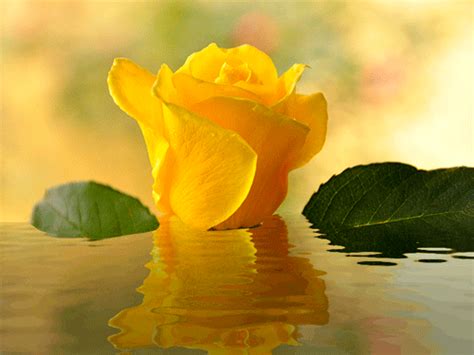 Imagenes de rosas amarillas animadas con agua en ...