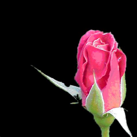 Imágenes de rosas brillantes   gif