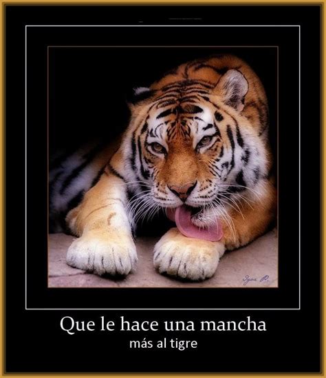 imagenes de tigres con frases de amor Archivos | Imagenes ...