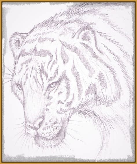 imagenes de tigres para dibujar a lapiz faciles Archivos ...