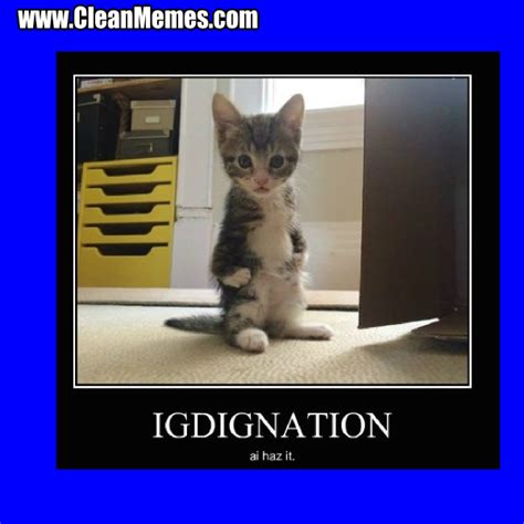 in cat memes clean funny images clean memes tagged with ...