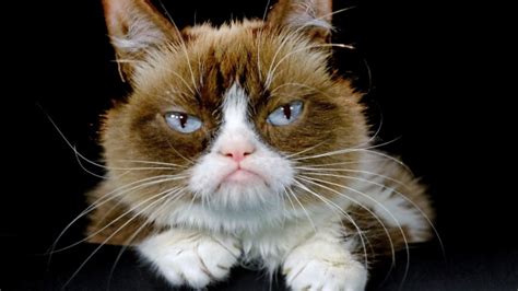 Internet star Grumpy Cat to join a Broadway show  Cats ...