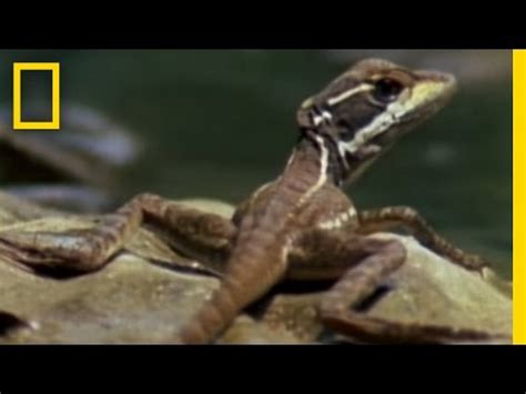 Jesus Christ Lizard | National Geographic / ViewPure