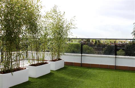 Las 9 mejores plantas para terrazas | La Habitación Verde