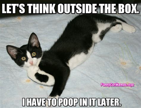 Let s Think Outside The Box.   Funny Cat Memes