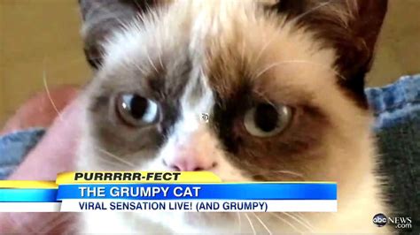 Meet Grumpy Cat!   YouTube