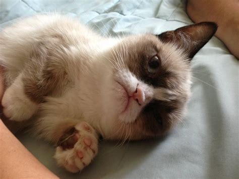 Meet Tard, the grumpy cat  10 pics + video  Funny Animal ...