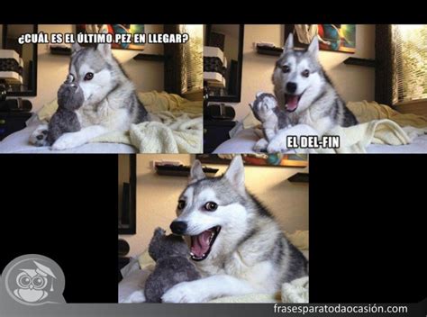 Memes de perros graciosos con chistes muy divertidos