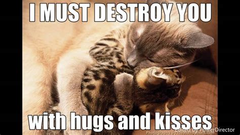Most Adorable And Funny Cat Memes! So Cute You Will Barf ...