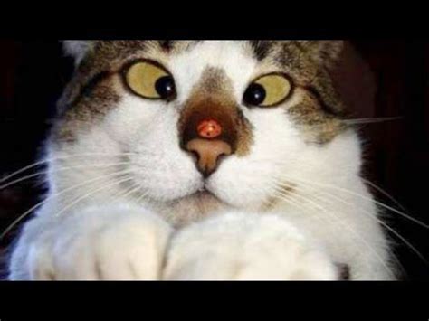 Most Funny Cat Picture Ever Pictures to Pin on Pinterest ...