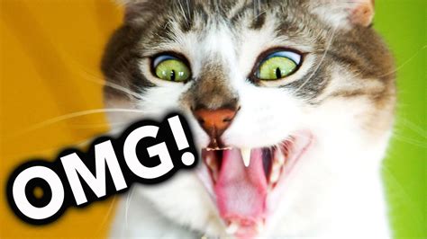 OMG! Cats on Youtube / Funny Cats   New Funny Cats Video ...