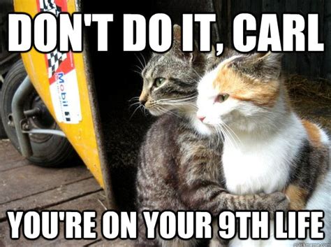 Our Picks for the 10 Best Cat Memes of All Time