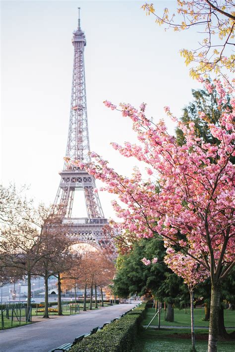 Paris in spring is magical. Cherry blossoms are amazing ...