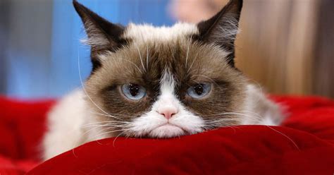 Parody Is Dead: The Real Grumpy Cat Will Appear in ‘Cats ...