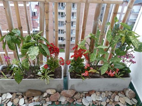 plantas para terrazas con mucho sol | facilisimo.com