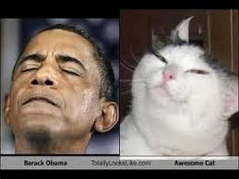 President Barack Obama mocks  Grumpy Cat  Republicans ...