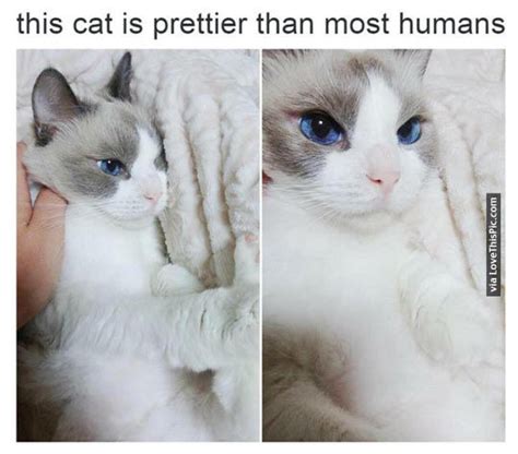 Prettiest Cat Ever Pictures, Photos, and Images for ...