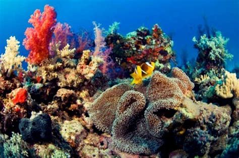 ¿Qué es un arrecife de coral?   Tendenzias.com