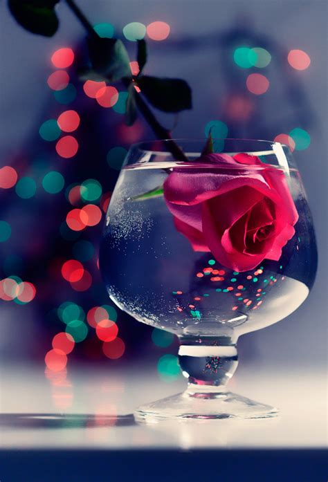 Romantic Rose   Beautiful Photography   Fribly