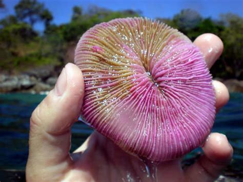 ¿Sabías que existe un coral que se alimenta de medusas ...