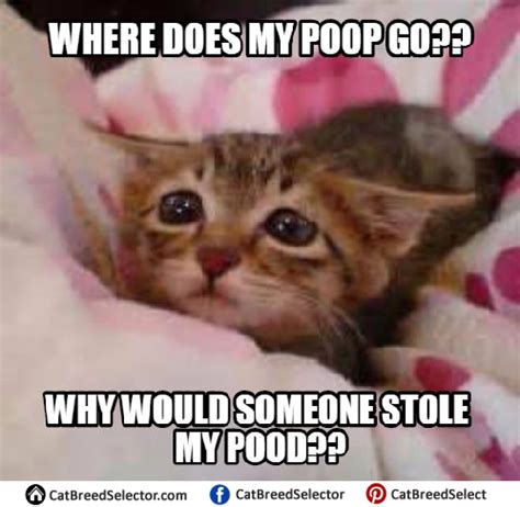 Sad Cat Memes | Cat Breed Selector