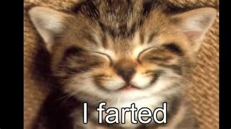 SO FUNNY YOU WILL FART  cat memes    YouTube